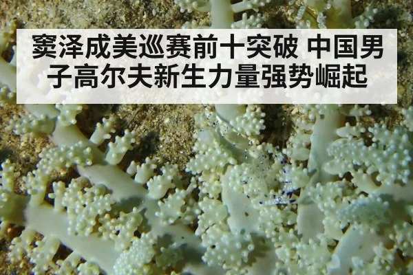 窦泽成美巡赛前十突破 中国男子高尔夫新生力量强势崛起